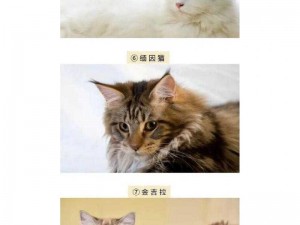 全探猫咪毛发之秘：全方位解析猫咪的华丽皮毛