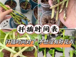 72 种扦插方法大全：轻松繁殖各类植物