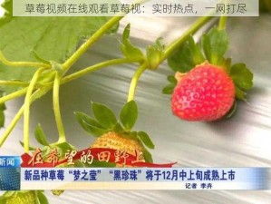 草莓视频在线观看草莓视：实时热点，一网打尽