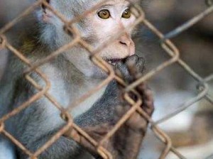 被锁在笼子里供人玩耍的珍稀野生动物