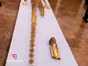 生物课上老师亲自给我们展示的神奇生物切片