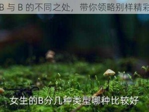 B 与 B 的不同之处，带你领略别样精彩