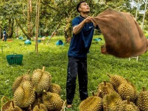 榴莲视频色斑：带给你前所未有的视觉体验