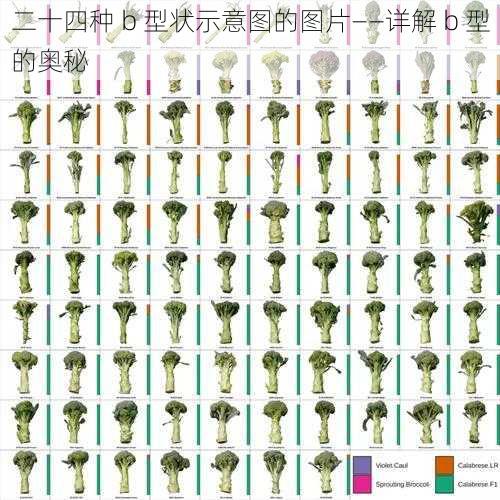 二十四种 b 型状示意图的图片——详解 b 型的奥秘