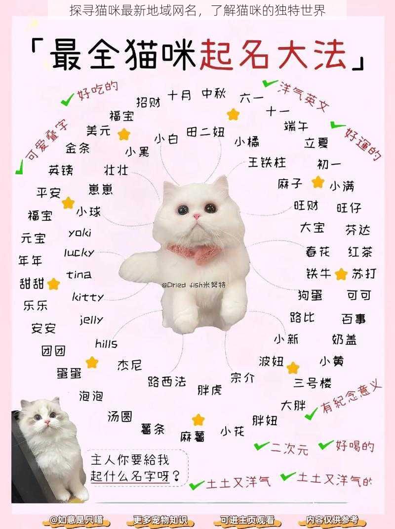 探寻猫咪最新地域网名，了解猫咪的独特世界