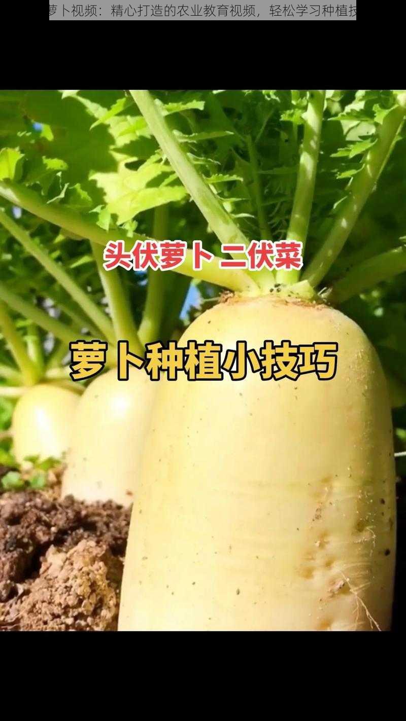 拔萝卜视频：精心打造的农业教育视频，轻松学习种植技巧