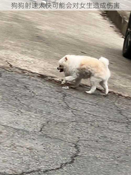 狗狗射速太快可能会对女生造成伤害