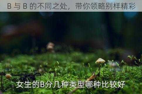 B 与 B 的不同之处，带你领略别样精彩