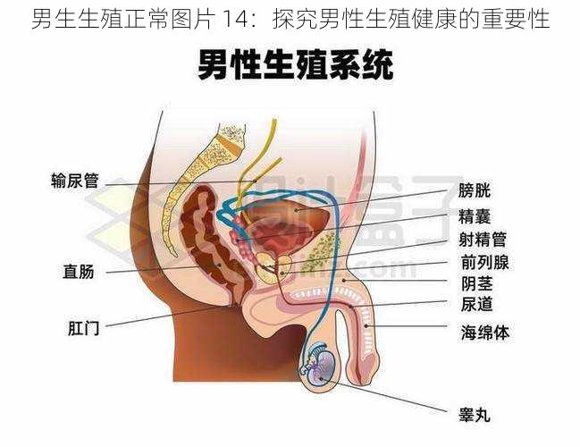 男生生殖正常图片 14：探究男性生殖健康的重要性