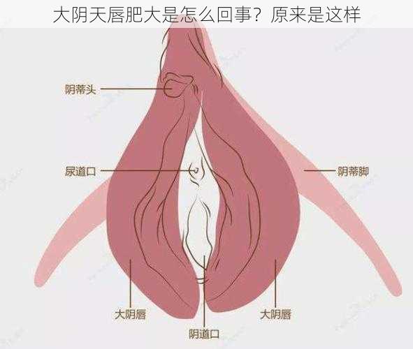 大阴天唇肥大是怎么回事？原来是这样