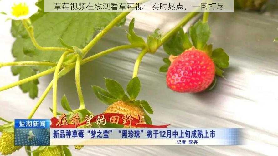 草莓视频在线观看草莓视：实时热点，一网打尽